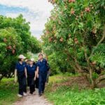 Từ vải thiều xuất khẩu đến suất ăn học đường: Câu chuyện về chất lượng từ gốc