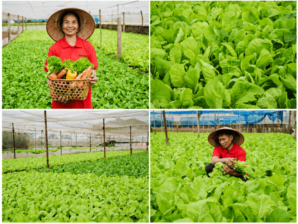 Từ vùng trồng đến bữa ăn an toàn